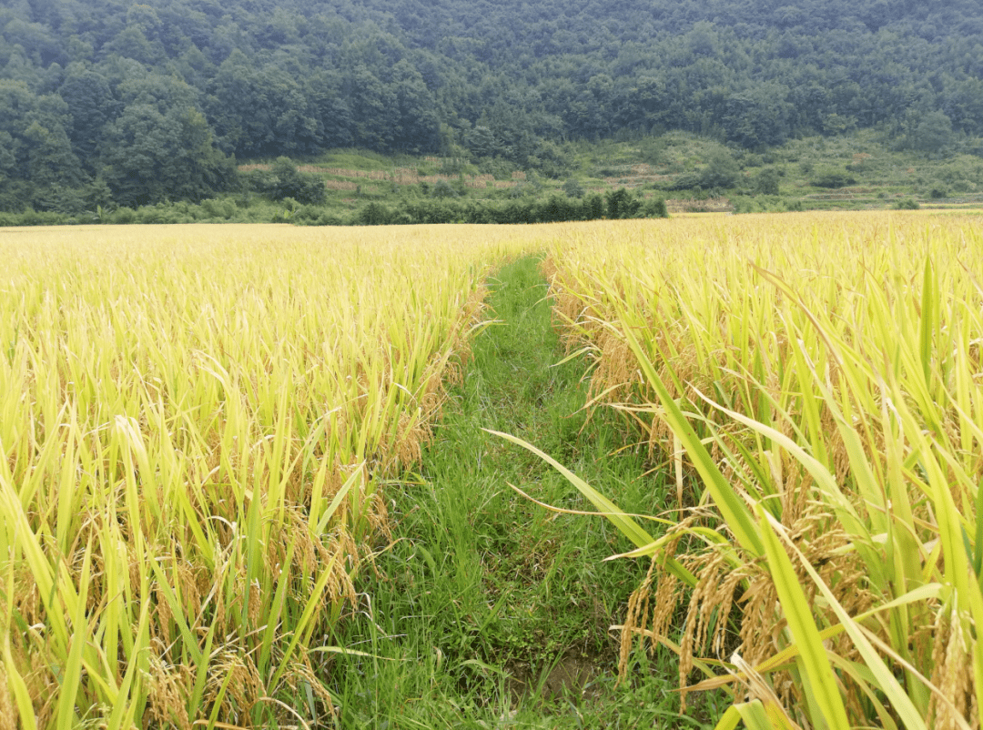 亩产1360斤都匀这片超级水稻丰收了