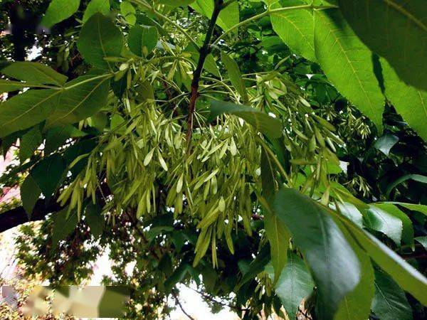 白蜡品种知多少