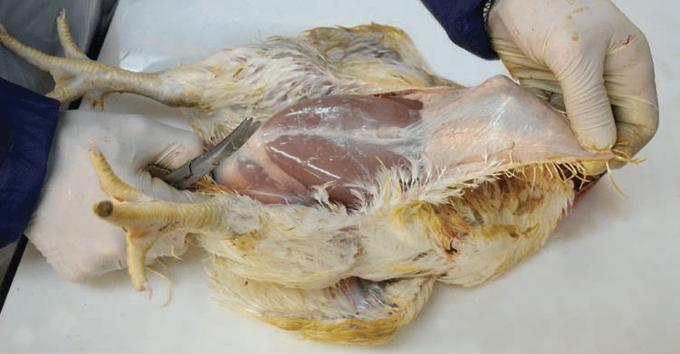 解剖技术鸡腿部检查