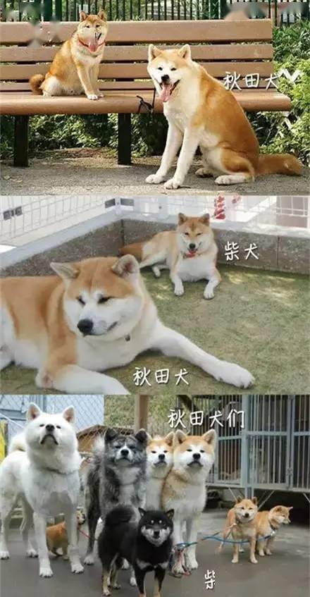 柴犬秋田傻傻分不清楚它们的区别你造吗