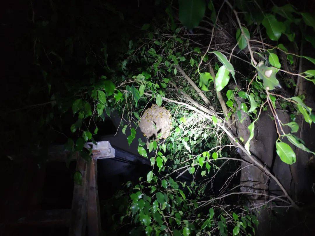 普宁多地惊现马蜂窝,"人蜂大战"一触即发