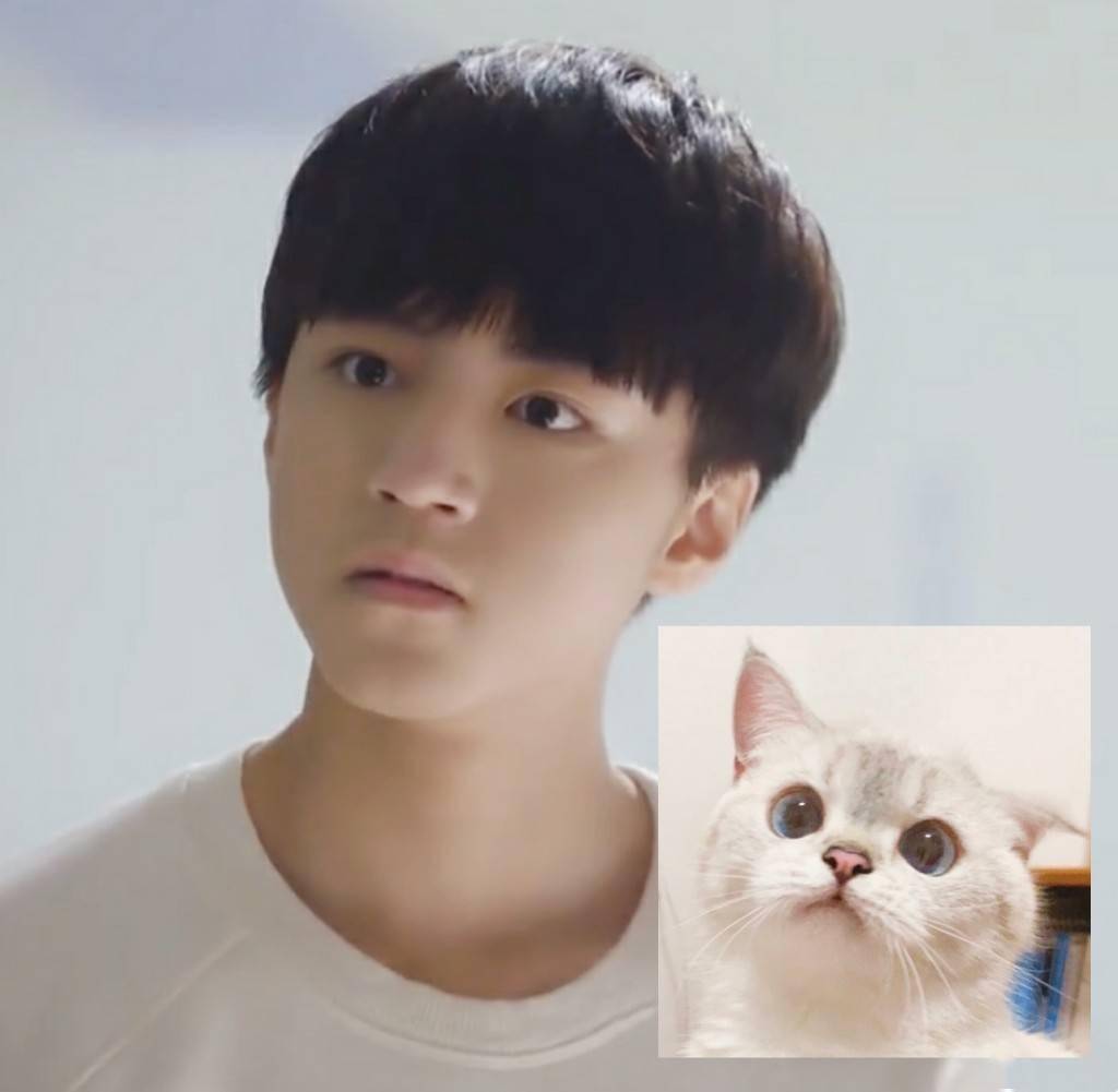 王俊凯喵系表情包合集,可爱百变的凯宝宝