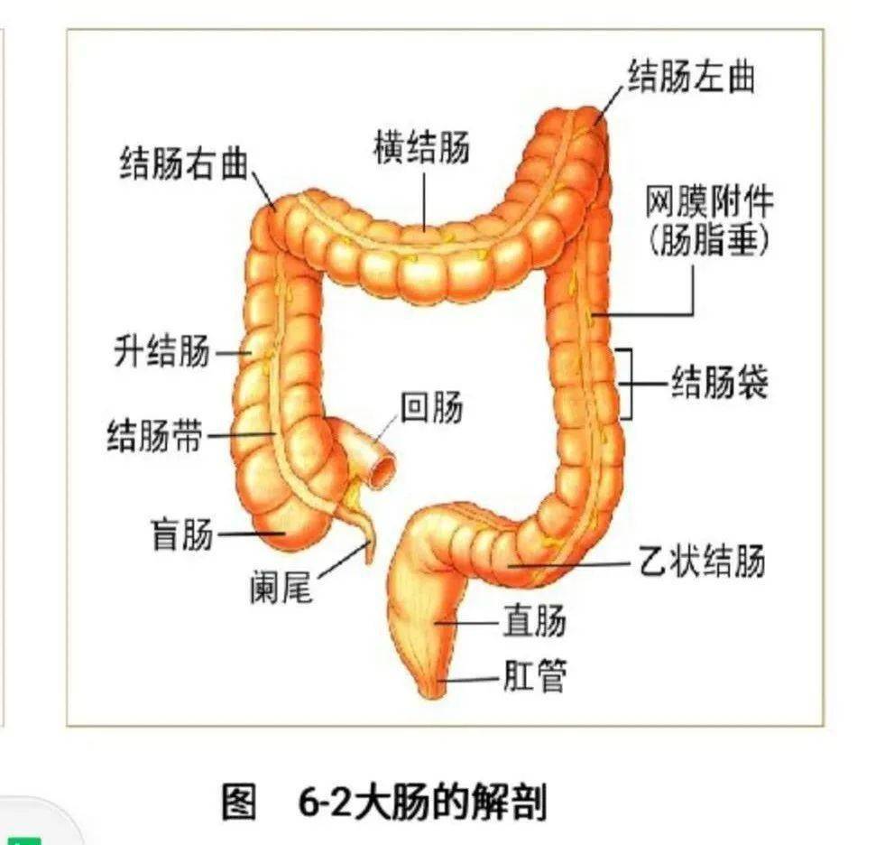 结肠炎位置图图片