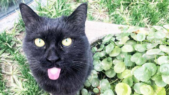 观复猫tv小二黑的日常生活