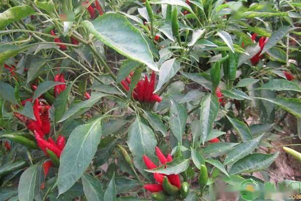 指天椒种植技术与管理