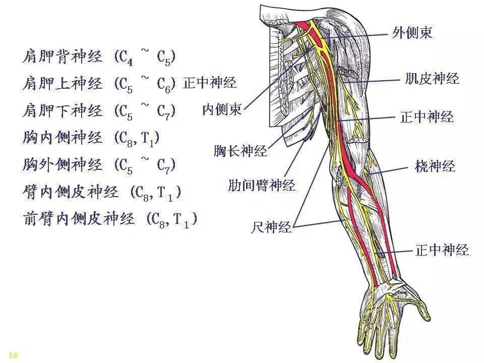 前臂神经支配图图片