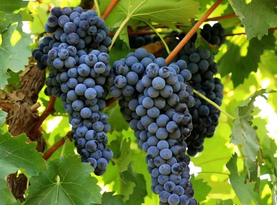 9月5日,"天地精华 双河葡萄"大型助农直播公益活动开幕!