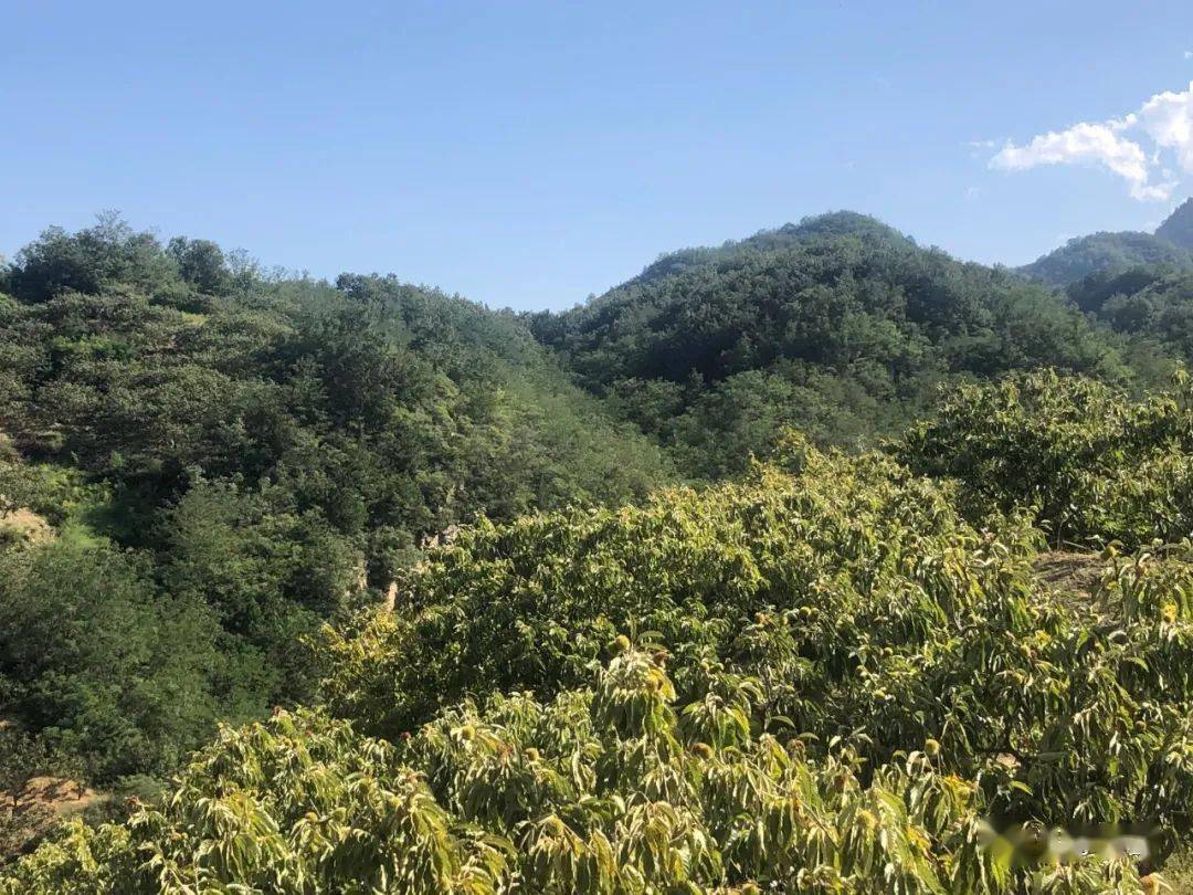 有人曾经说:"万亩林场"是怎样的辉煌,可是这里是"万亩板栗林",或许这