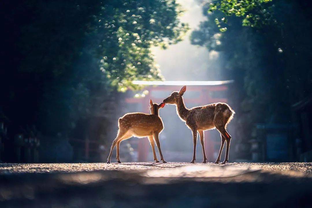 呦呦鹿鸣,食野之苹