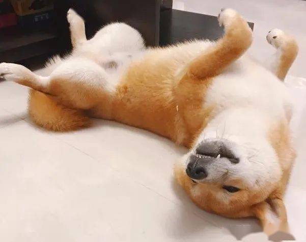 7种看似不起眼的狗狗睡姿却有这么多含义你家狗是怎么睡的