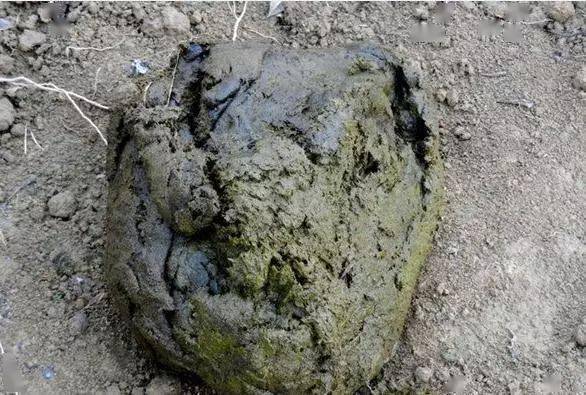 卖菜翁揭秘1招牛粪钓草鱼的绝招渔获竟67斤完爆黄面面