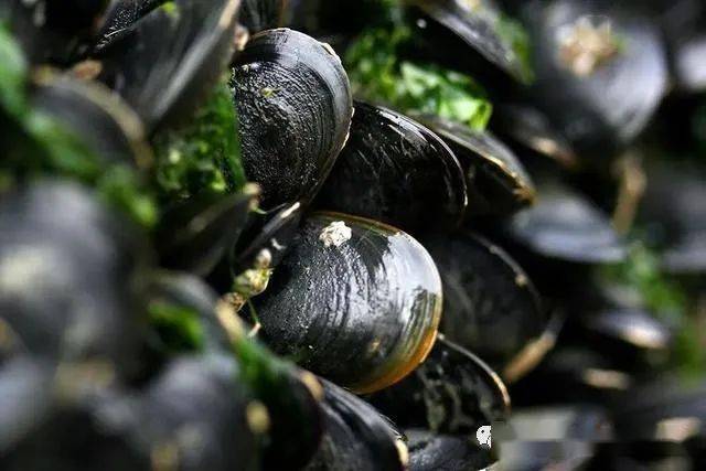 紫贻贝,又叫紫壳菜蛤 ,海红,肉质鲜美,是一种经济贝类,主要分布在北方