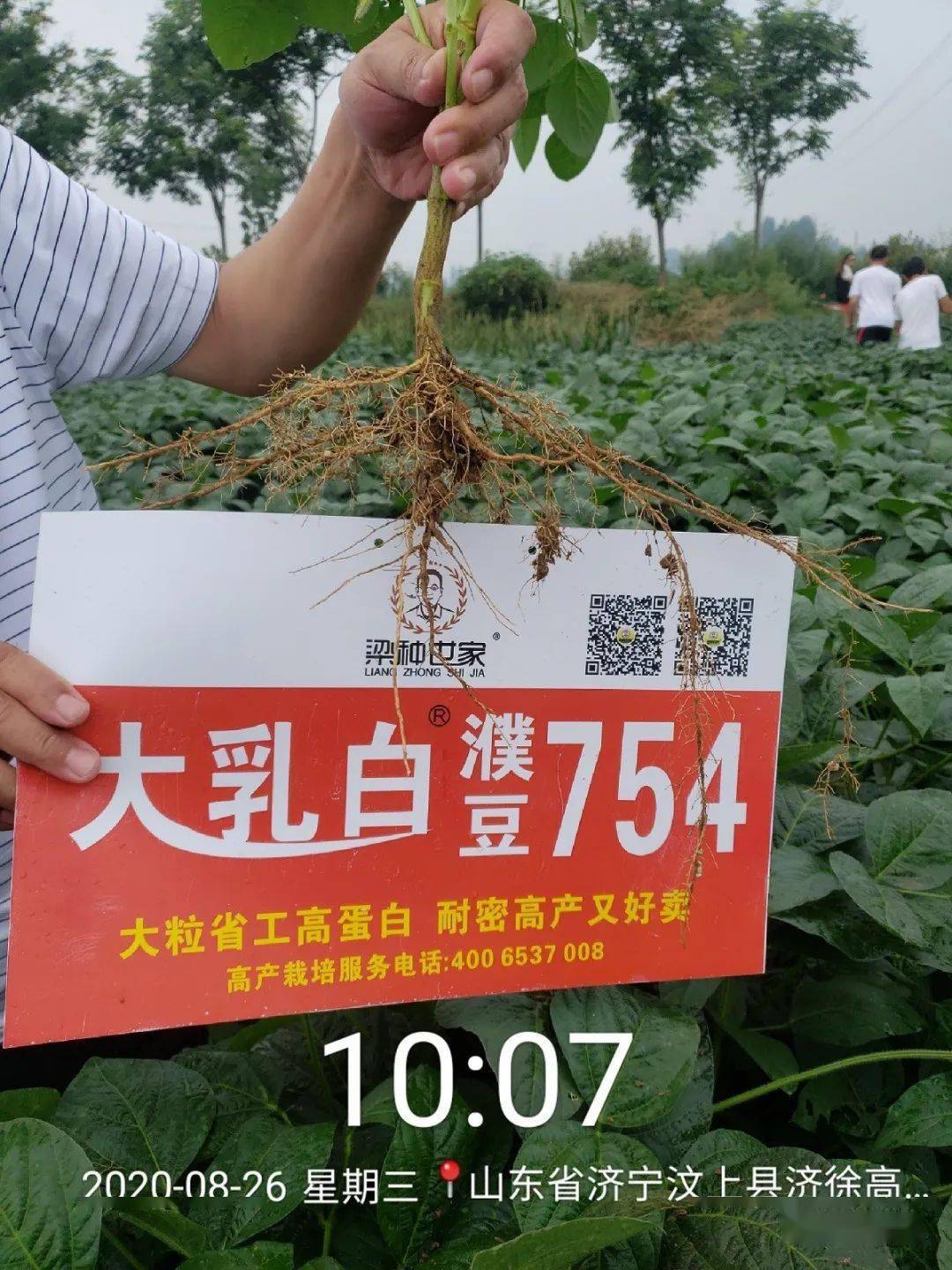 耐密型高蛋白夏大豆品种---濮豆754