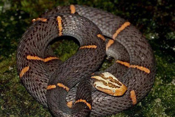罕见汉中首次发现剧毒白头蝰蛇
