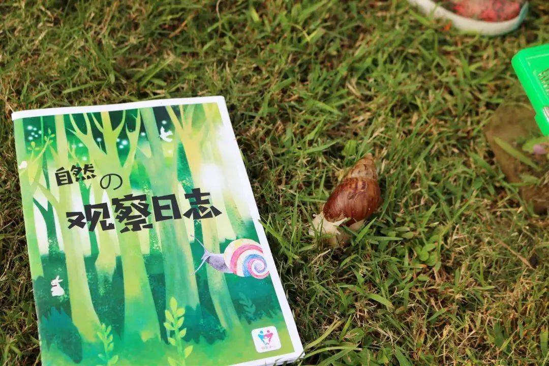 记录下你与蜗牛的点点滴滴为它制定一份成长日记陪着小蜗牛成长观察