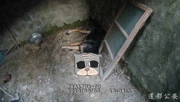 疯狗突袭莲都村民家民警果断举枪击毙