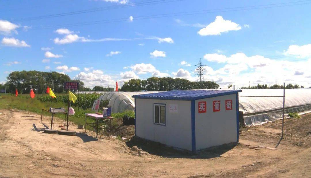 强化基层基础致力乡村振兴南岗子村葡萄棚里致富经