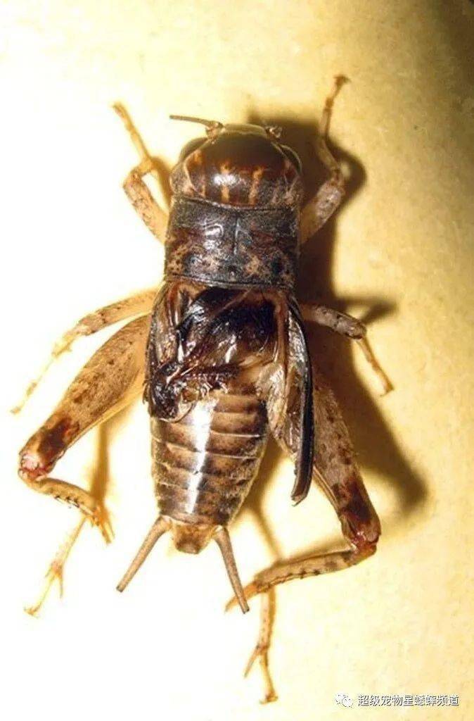 蟋蟀国家队2013年南北对抗赛战将集锦