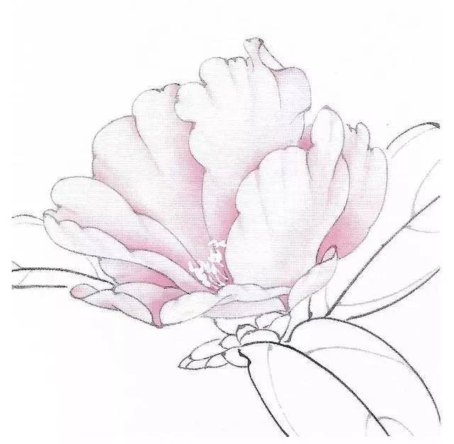 工笔画茶花画法