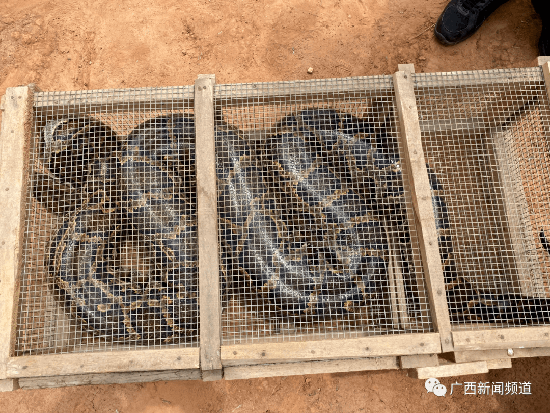 消防员大战近百斤大蟒蛇,蛇身有大腿粗.