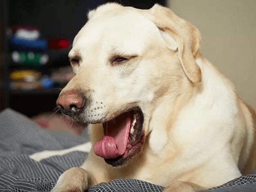 狗狗打喷嚏不一定是感冒有可能是求救信号