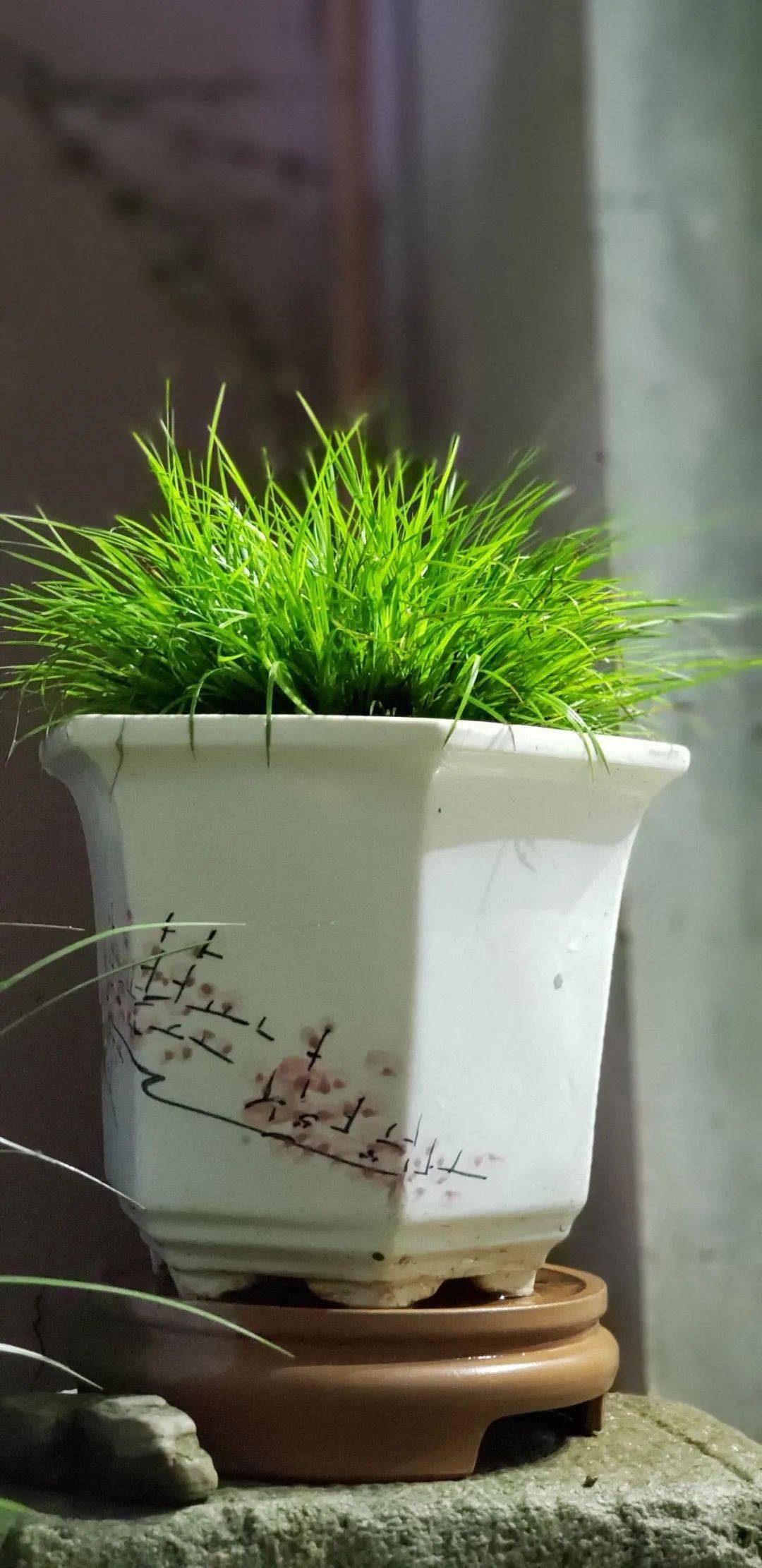 蒲友菖蒲盆景作品欣赏