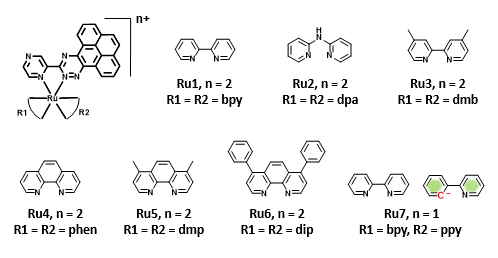 angewchem拓扑异构酶iii双重催化抑制剂诱导肿瘤坏死性凋亡