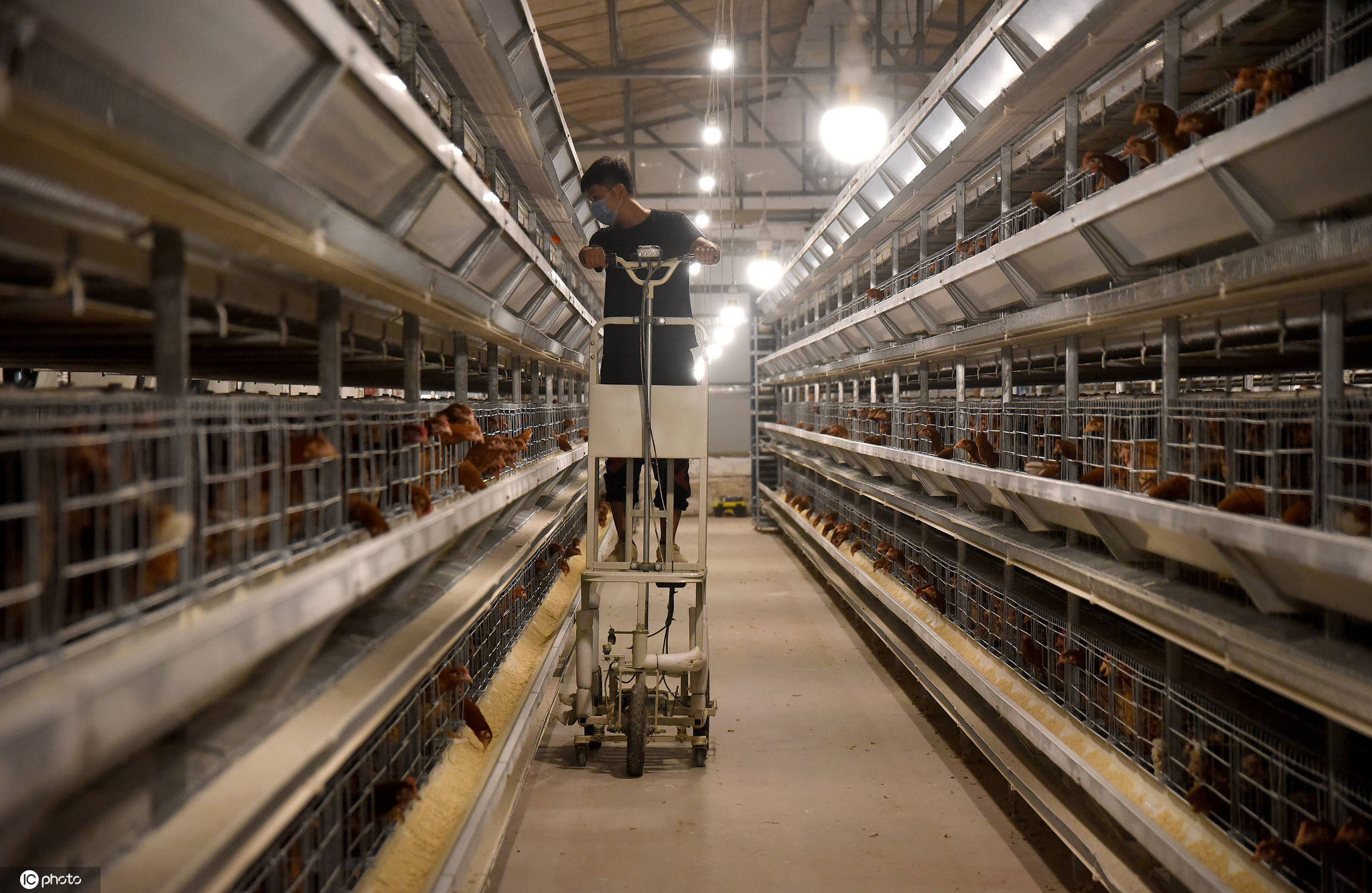 河北邯郸:规模化养鸡助农增收