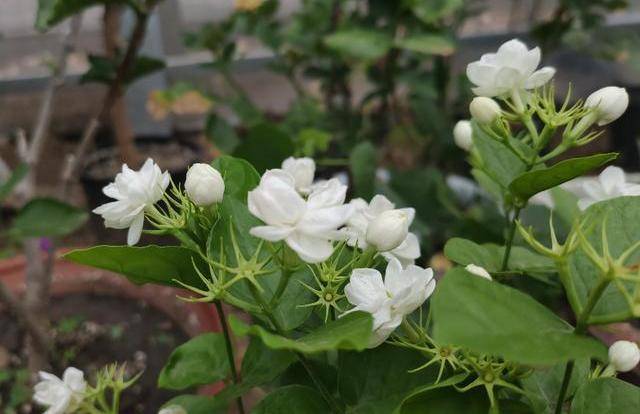 冬季養茉莉花,做好幾點