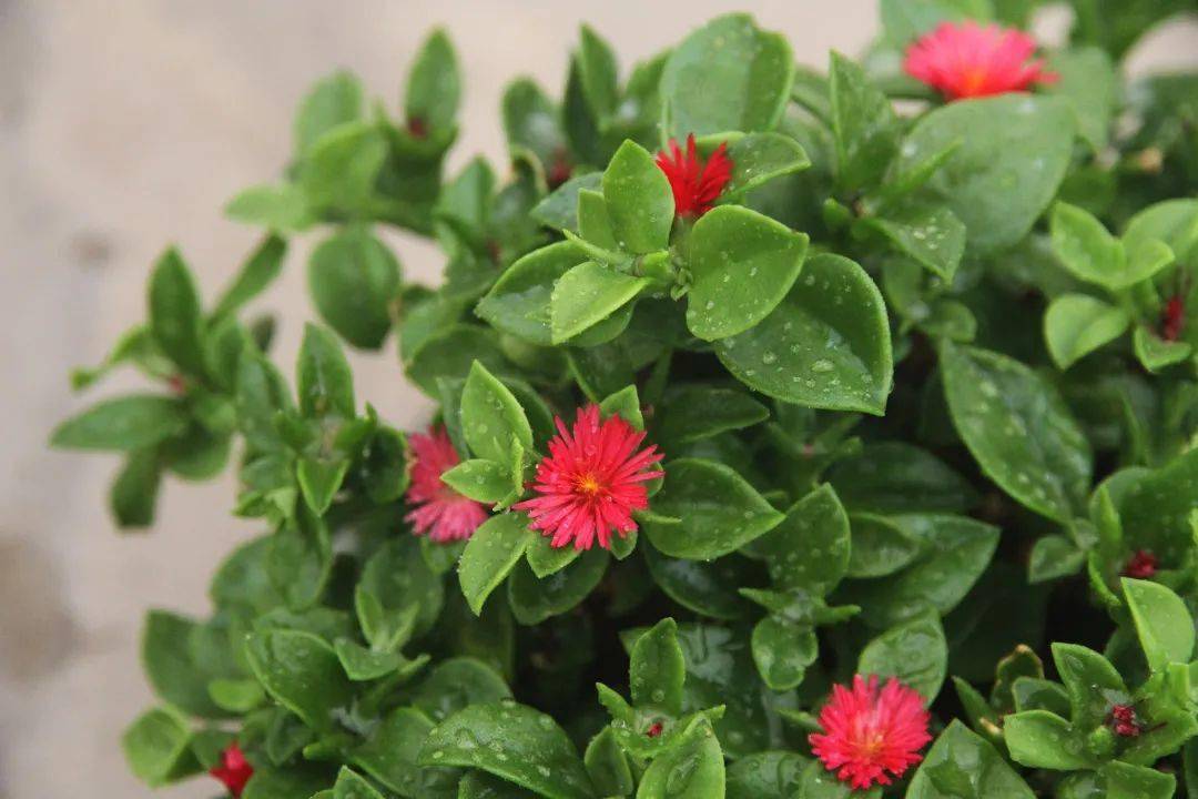 让牡丹吊兰秋天开花牢记这4个方法迅速花苞爆满盆