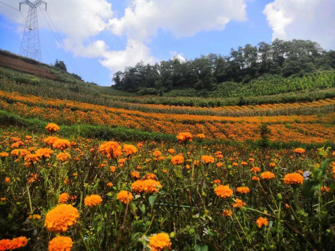 【扶贫印记】新华乡菲租克村:小山村里办起了农业公司