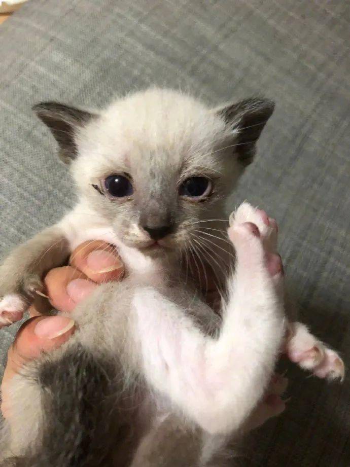网友家的猫咪刚出生时,还是很白的一只,但当等长大后变成了这样