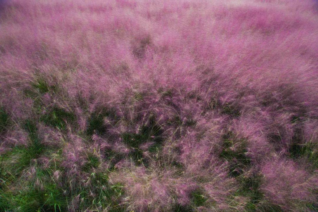 如梦似幻这片3万平方米的粉黛乱子草花海开了