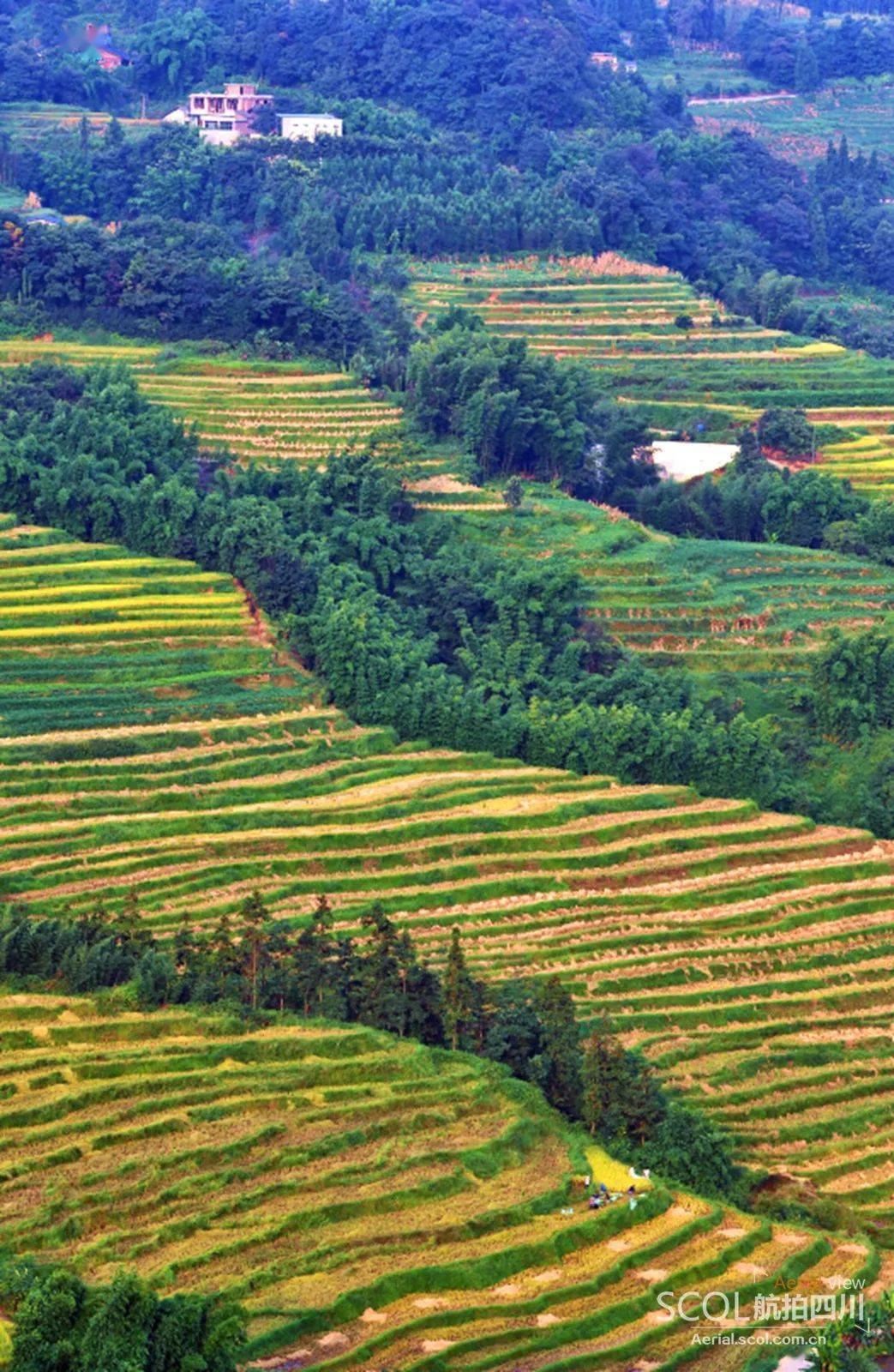 镜观山田望稔秋收到高坎梯田进入收获季