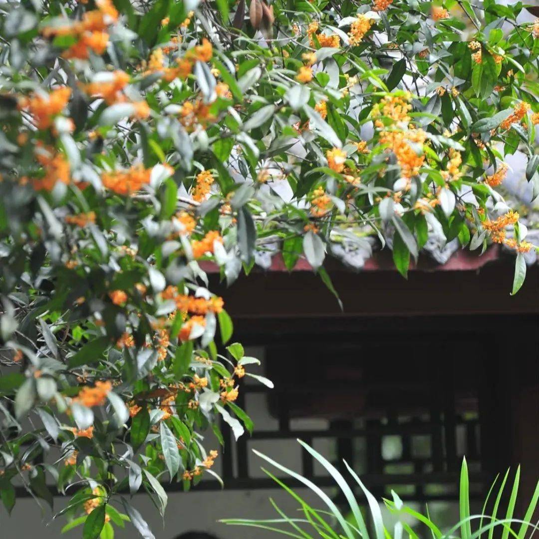 投票倒计时南充市树市花你说了算