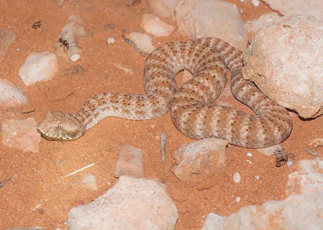 物种图册-沙漠棘蛇