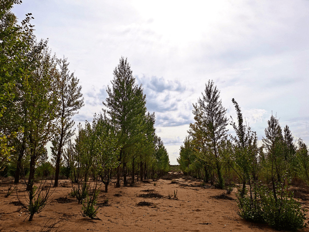 "现在我们家的林场植被恢复率大概是在90%以上,国家公益林是3300多亩