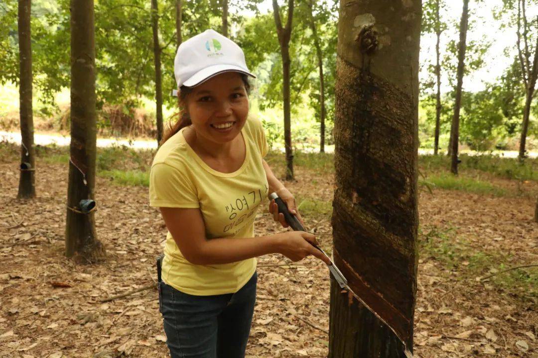 咱们的小康路割胶能手陆圣霞学好割胶技术脱贫又致富