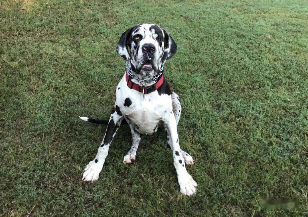 据报道,亚拉巴马州伯明翰居民德里克·沃克8日凌晨2点半左右被宠物犬"