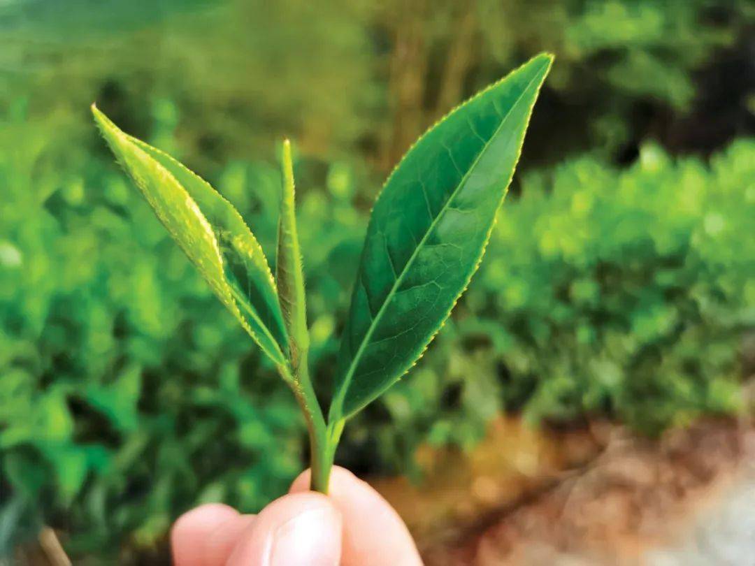 永春东关寻味老枞水仙