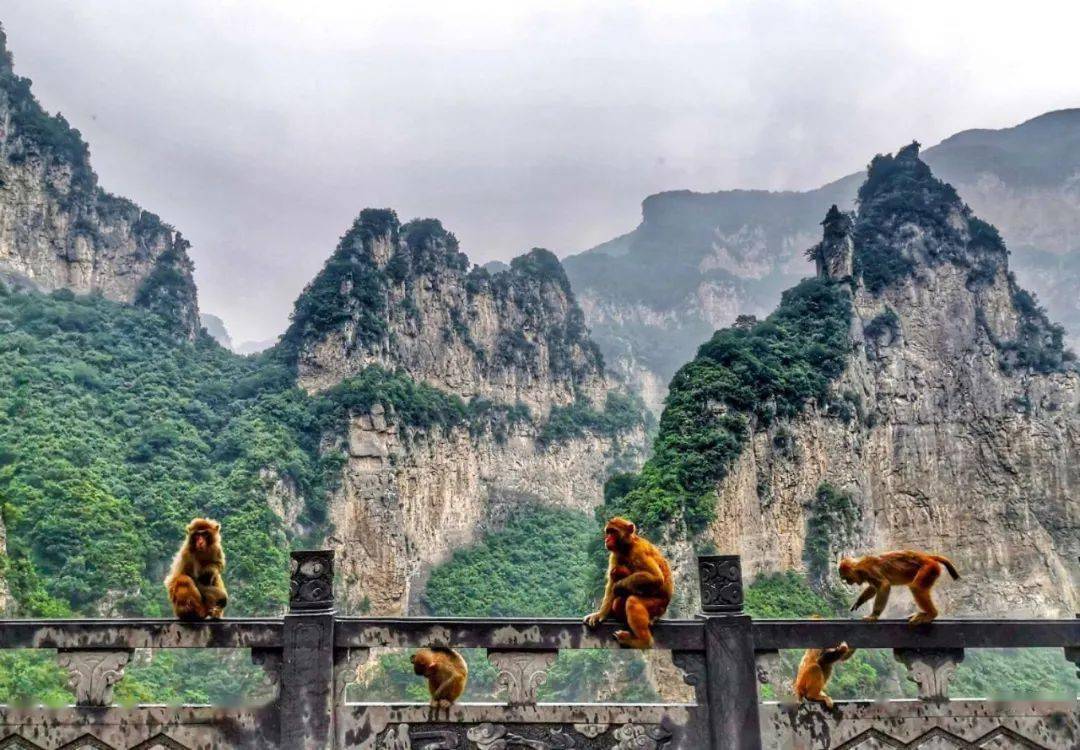 春晖四方桃李天下中国猴山向全体老师发来邀请函