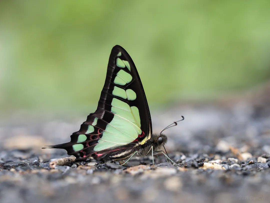 物种图册宽带青凤蝶