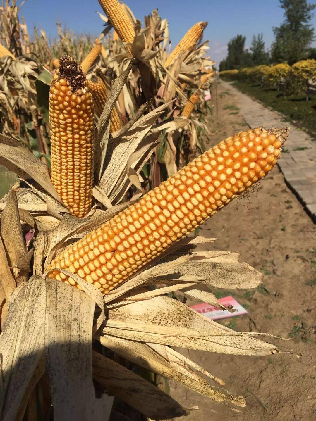 玉米上市辽宁价最高湿粮最高9毛干粮1块多