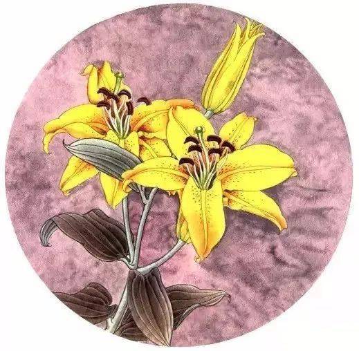 百合工笔画法解析_花瓣