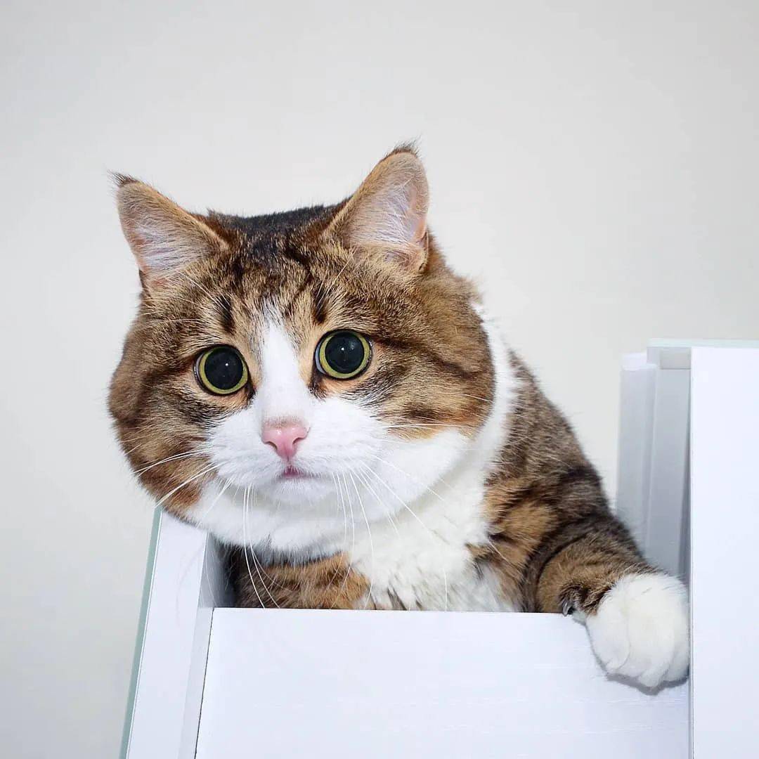 网红大脸猫的沙雕表情包圈粉无数啊啊啊啊啊啊可爱死了