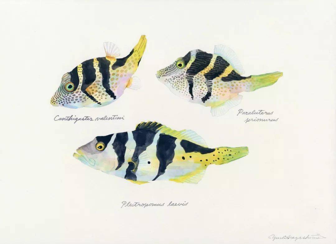 海的味道,长嶋佑成笔下的水彩鱼类百科全书(二)