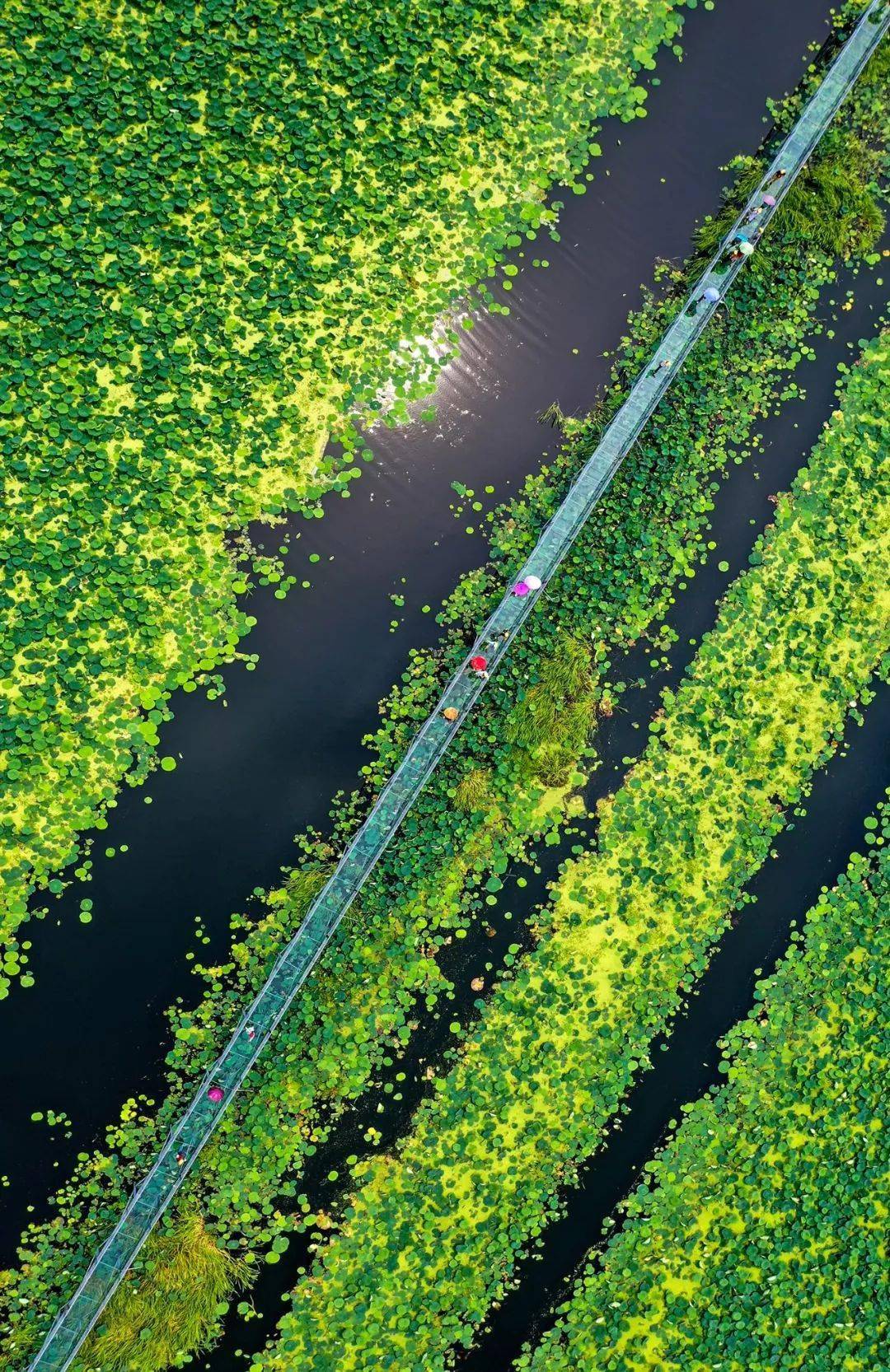 【大美荆州】洪湖,不仅有浪打浪,还有湿地风光和湖鲜全宴!_湖北