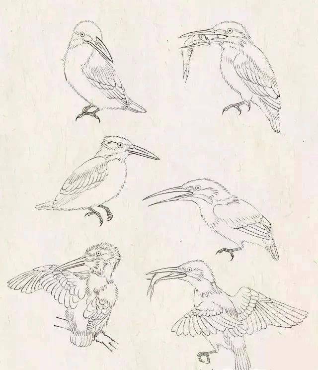 漂亮的翠鸟,是这样画的!