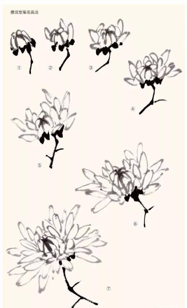 一学就会名家教你画菊花