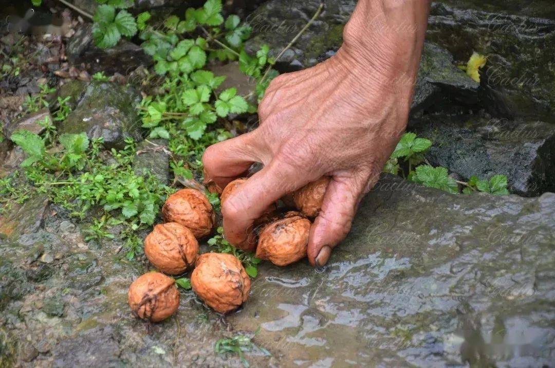 秀山青皮野核桃你见过没这种核桃大多数人绝对不晓得